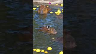 Why Capybaras Are Stealing the Spotlight