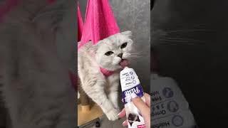 BEST VIDEOS WITH FUNNY CATS | BEST TIK TOK VIDEOS | FUNNY CUTE CATS FUN WITH CATS SELECTION 2022 #56
