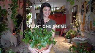 Pilea peperomioides Care & Propagation — Plant One On Me — Ep 088