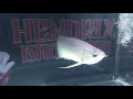 new AROWANA @ hendrix backyard + rft experiment