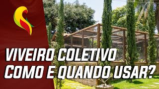 VIVEIRO COLETIVO: QUANDO E COMO USAR