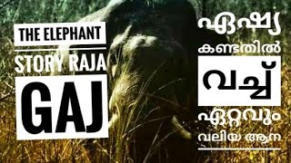 ഏഷ്യയിലെ ഏറ്റവും വലിയ ഉയര കേമന്റെ കഥ Raja Gaj - The Elephant Story | Episode 1 | Nettipattam