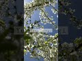 japanese yuki yanagi flowers spring flowers nature beautiful garden white444 fyp plants