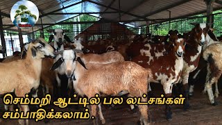 பரண்மேல் செம்மறி ஆடு வளர்ப்பு | ஆடுகள் எடை கூட இதை பாருங்கா | Taml | #SGACreation