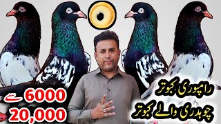 Rampuri Original Kabootar 💯 // Royal Teddy Kabootar // Parwazi Teddy Kabootar // High Flyer Pigeons