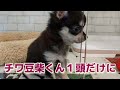 増え続けるミックス犬！このままで良いのか？いつの間にか豆柴✕チワワのコまで登場！ ミックス犬 チワ豆柴 チワマル