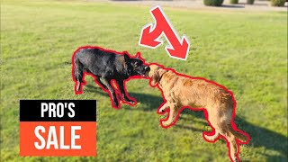 Pros And Cons Of Owning Two Dogs!!