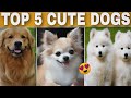 TOP 5 CUTE DOG BREED ( Hindi ) || DOGGEL