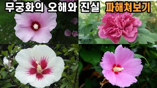 무궁화의 오해와 진실 파해쳐보기