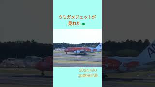 ウミガメ飛行機が来た＠成田空港　#shorts