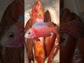 SATISFYING LAPU-LAPU FISH BOY POP UP #shorts #lapulapu #asmr #fish