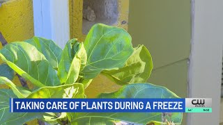 How to protect your plants in freezing temperatures