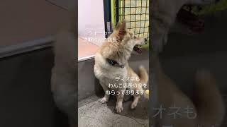 次期ワンコ店長　：　里親募集中のワンコ #Shorts #保護犬 #里親募集  #里親 #殺処分 #ワンコ #犬 #雑種 #譲渡 #動物愛護 #保護 #かわいい #dog