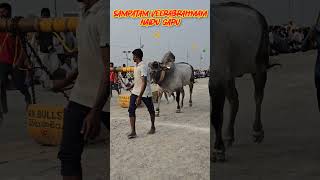 Sampatam Veerabrahmam naidu gari new catagory bull uyyandhana