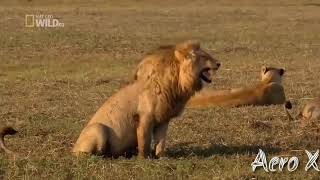 Lion Laughing gif