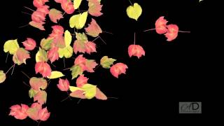 Animation - Leaf Explosion