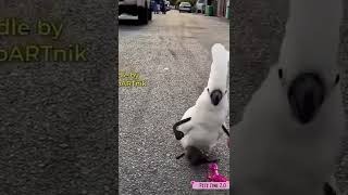 Funny animals video – funniest parrot ever! #Shorts