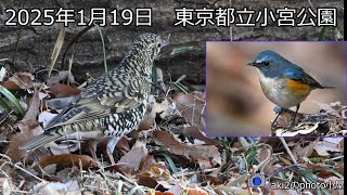 関東の探鳥　東京都立 小宮公園2025年1月19日　トラツグミ・ルリビタキ・アオジ・カワラヒワ・シロハラ・シメ・モズ・ガビチョウ・カシラダカ他