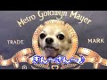 【関西弁をしゃべる犬】チワワの銀さん　おトイレ後に後ろ足で蹴る理由おしえたろか【おしゃべりペット】