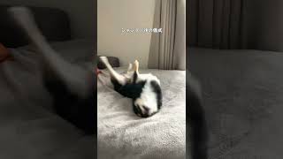 【わんこあるある】シャンプー後の犬の儀式。　#shorts