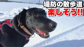 堤防の散歩道を独占するラブラドールレトリバー