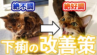 【１日で復活】猫が下痢した時の対処法【一過性の下痢の時】