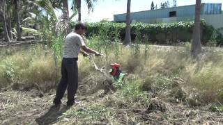 擎億CY80 Power weeder 超級金鋼椰子園鋤草砍除椰子頭 台南安南 Weeder weeding in coconut field 中耕機