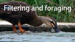 Spot-billed ducks. Filtering and foraging.