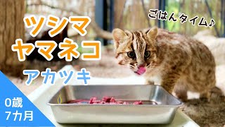 【福岡市動物園】ツシマヤマネコ「アカツキ」ごはんタイム