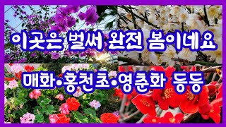 1.26.이곳은 벌써 완전 봄이네요  매화•홍천초•영춘화등 #안산식물원