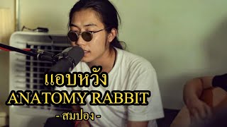 แอบหวัง - Anatomy Rabbit l วงสมปอง Cover