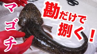 【お魚料理】難易度S級！マゴチを捌いて食べてみた！