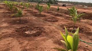 75 Acres Coconut Garden@Narsapur,Jakkupalli Village,Medak District,Ph:97000 00977