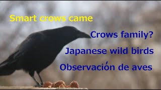 Smart crows came.2025.2.20 定点カメラ Fixed camera.Japanese birds.Observacion de aves.