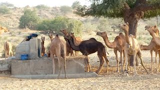 وفي المساء يأتي الناس لشرب الماء في الصحراء، منظر جميل