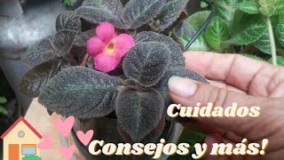 Cuidados-reproducción-tips y consejos de la episcia cupreata o cirtodeira//Agenda verde