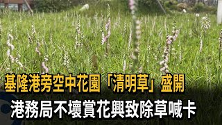 基隆港旁空中花園「清明草」盛開　港務局不壞賞花興致除草喊卡－民視新聞