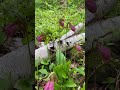 Beautiful lady slipper flowers  | Wildflowers of Nova Scotia #wildflower #halifax #novascotia