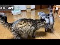 猫が他の猫のお尻を嗅いだ結果、大変なことになりました。