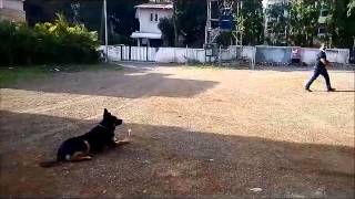 Dog Training, Nashik, Maharashtra, India.