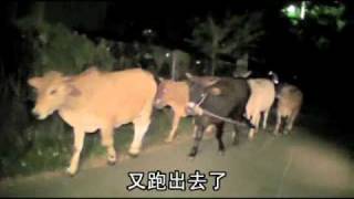 牛群半夜逛大街 - 頭條要聞 - 蘋果日報 - 20101105