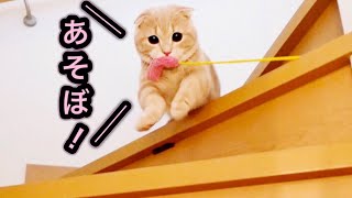 遊んで欲しくて、おもちゃをくわえて来る短足猫が可愛すぎた。