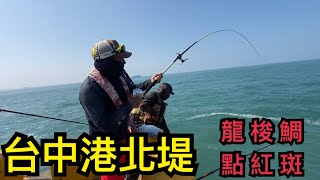 ［阿凱釣魚去］台中港北堤龍梭鯛點紅斑