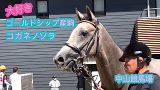 大好きゴールドシップ産駒　パパに似て美人ちゃん　コガネノソラ　中山競馬場