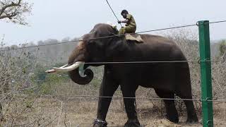 High Tech Elephant proof Fence (Steel wire rope fence)