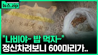 캣맘이 둔 고양이 밥에 독극물을...      #뉴스zip