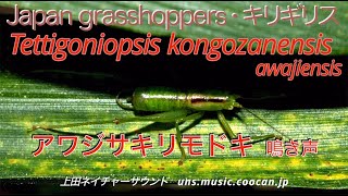 目で見るアワジササキリモドキの鳴き声 / Tettigoniopsis kongozanensis awajiensis