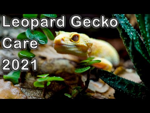 Complete Leopard Gecko Care Guide 2021