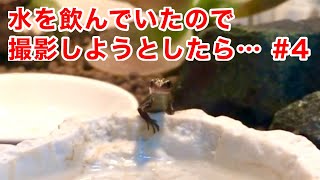 水を飲んでいたので撮影しようとしたら…【ニホントカゲ #4】 #Shorts