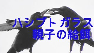 電線の上で鳴きながらハシブトガラス親子が給餌をしていた　    　Jungle Crow